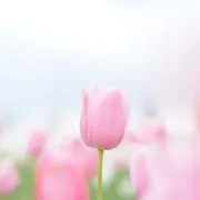 のんママ