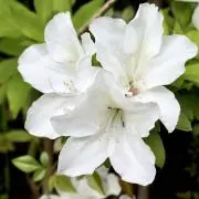 POTE_SARAの画像