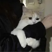 野良ちゃんの画像