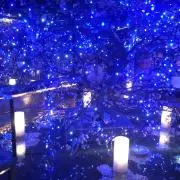 MOMOの画像