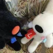FOGWの画像