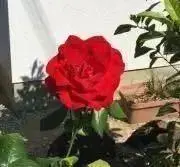 いちご♥️プロフ読んで下さいね♥️の画像