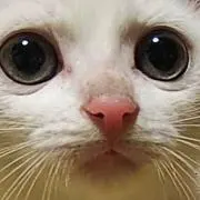 のびたくん