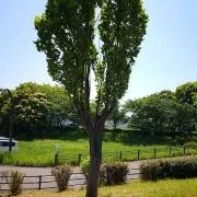 やっぴーの画像