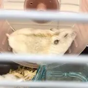 きなこの画像