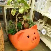 タモコ