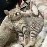 きょーすけの画像