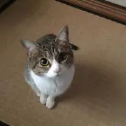 YOUの画像