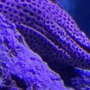あすぱらがすの画像