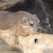 心