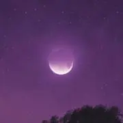 きなこの画像
