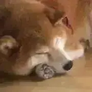 あさひの画像