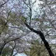 Reinaの画像