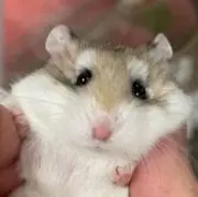 mitsukiの画像