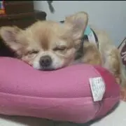 よしの画像
