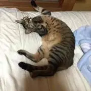 ティム