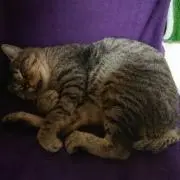 アルマタデマの画像