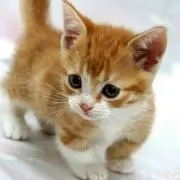 しょーん