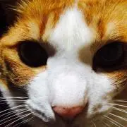 masaの画像