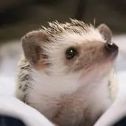 ゆうま