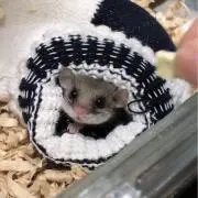 はっしーの画像