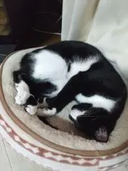 トラMAXの画像