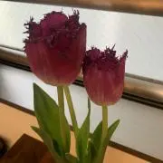 MAROの画像