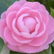 らむの画像