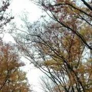 aiの画像