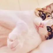 まゆの画像