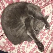 ミラの画像
