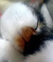 もょもと