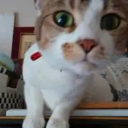 きなこの画像