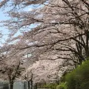 kondoの画像