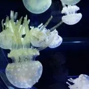 くらげちゃんの画像