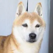 柴ころっこポン（平日の発送です）の画像