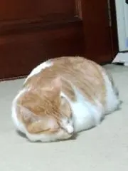 ＹMちゃんの画像