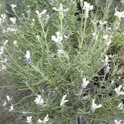 Lavender-ROSEの画像