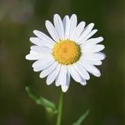 みるくの画像