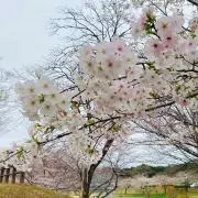 mintの画像