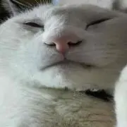 トムしゃんの画像