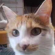 マコさん