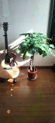 リブラの画像