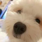 mimiの画像