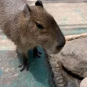 セイカの画像