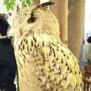 つゆこ☆おまとめ値引きします☆の画像