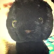 クロネコ ポンズの画像