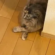AOプロフ必読。即買いまとめ買いokの画像