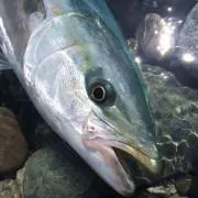 チャー