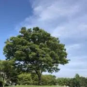 さくさくの画像